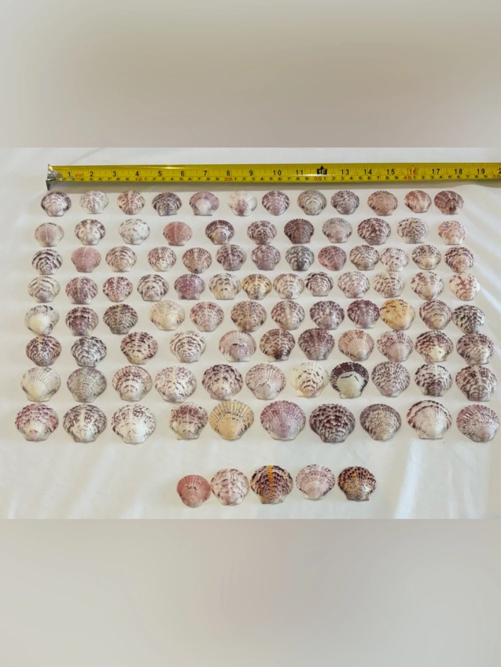 98 LOT SEA SHELLS SANIBEL, FLORIDA SCALLOPS 1.2 -1.5